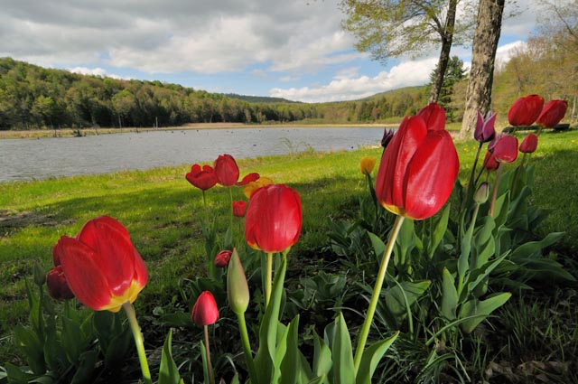 Nevins Beaver Pond and Tulips